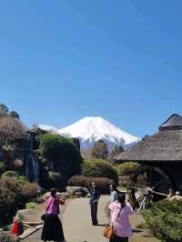🌸 Jaw Dropping Japan - Shrines, Train Lines & Bovine.