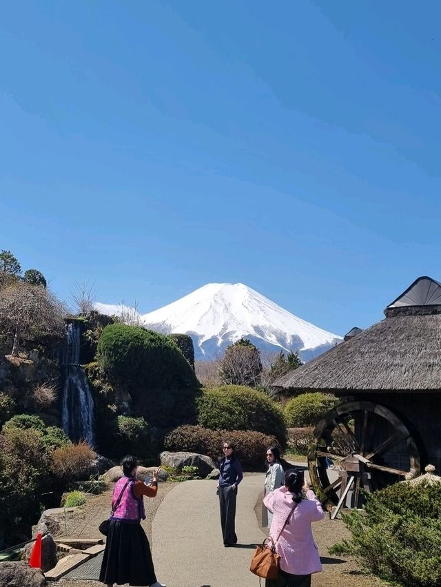 🌸 Jaw Dropping Japan - Shrines, Train Lines & Bovine.