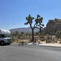 🚗 Transportation Tips for Visiting Joshua Tree National Park