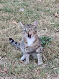 貓奴們🐈快來伊斯坦堡轉機吧～🐈‍⬛
