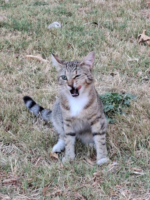 貓奴們🐈快來伊斯坦堡轉機吧～🐈‍⬛