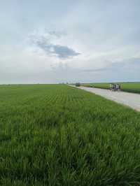 Paddy Fields Review: Discover the Rice Fields of Sekinchan, Malaysia