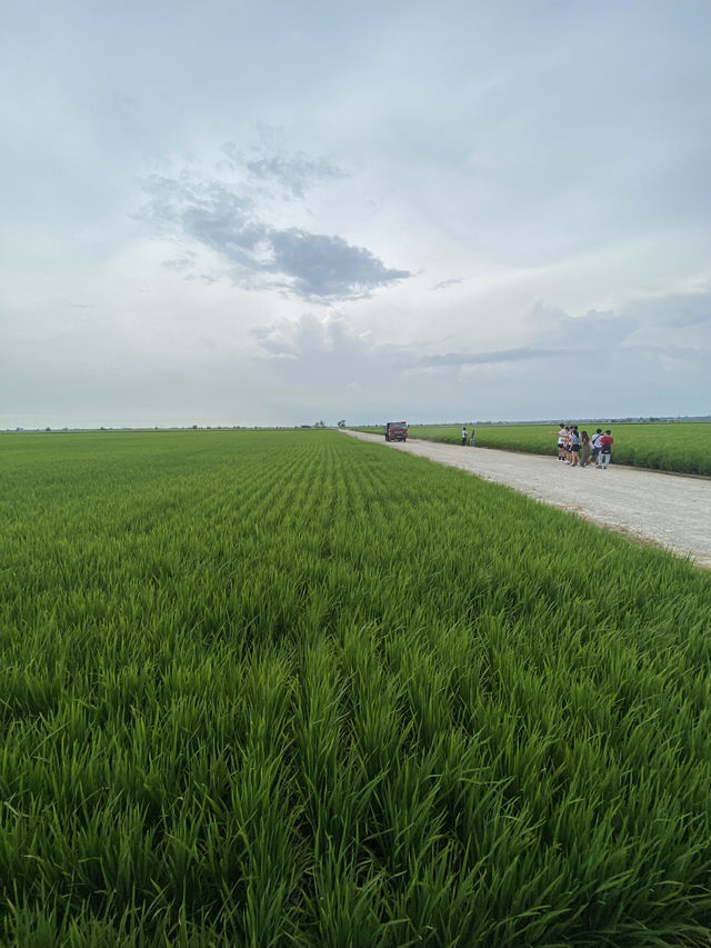 Paddy Fields Review: Discover the Rice Fields of Sekinchan, Malaysia