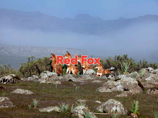 Amazing visit to Ethiopian Tourist areas 