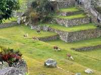 ✨ Machu Picchu Magic: From Hot Springs to Cloud-Kissed Ruins 🌿⛰️