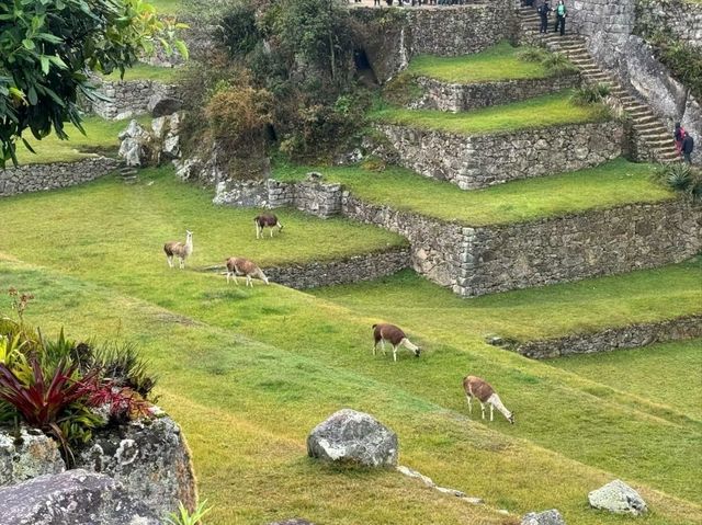 ✨ Machu Picchu Magic: From Hot Springs to Cloud-Kissed Ruins 🌿⛰️