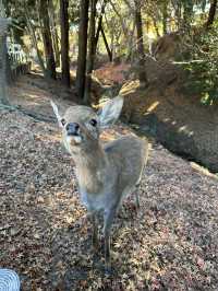 Nara’s ancient vibes meet jaw-dropping temples
