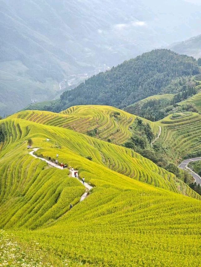 🌾 Longji Rice Terraces: A Living Masterpiece in the Mountains 🌄