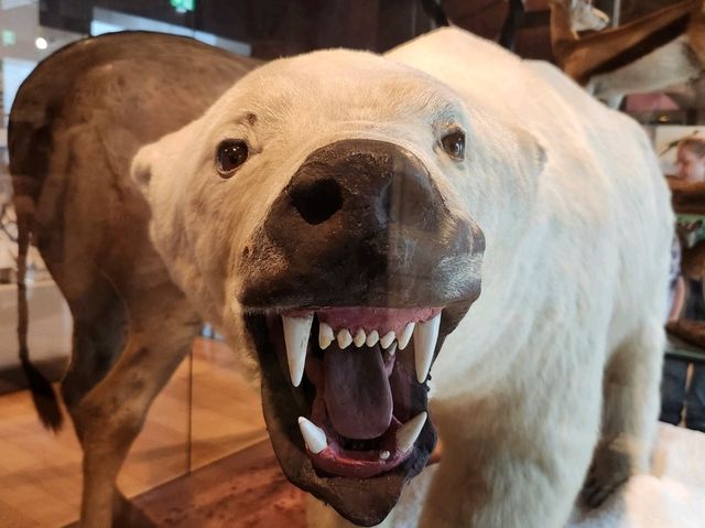 Exeter’s Royal Albert Memorial Museum – A Free Gem to Explore