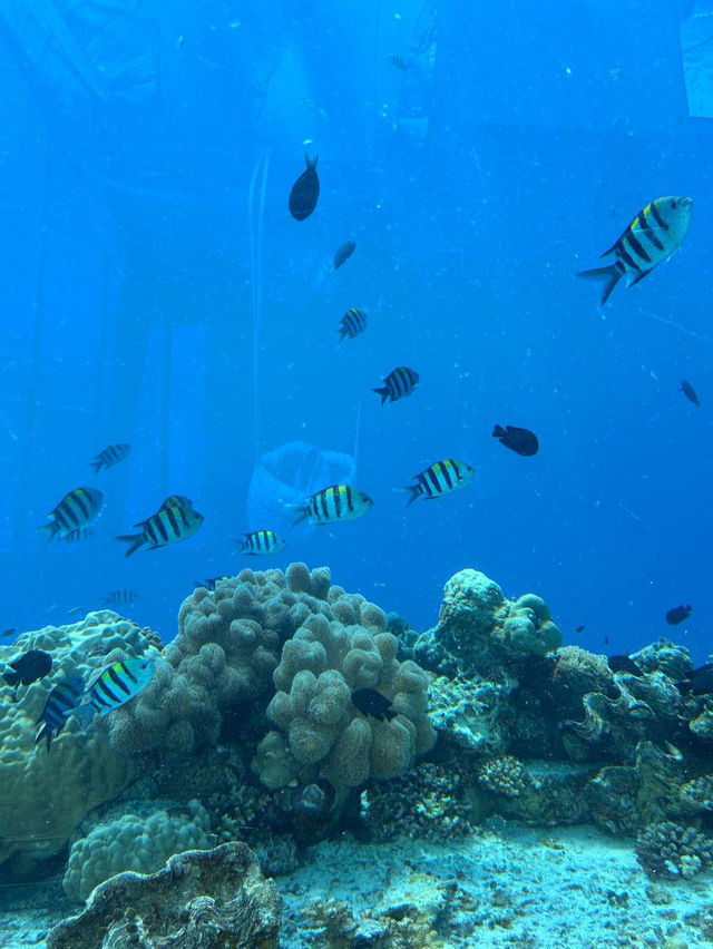 5.8 Undersea Restaurant