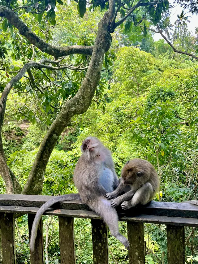Sacred Monkey Forest - Ubud🐒🌿
