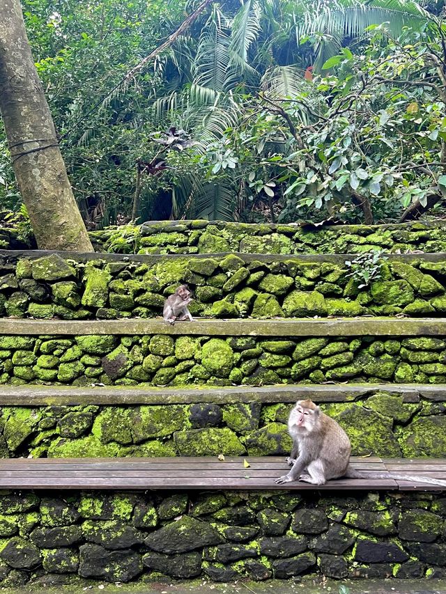 Sacred Monkey Forest - Ubud🐒🌿