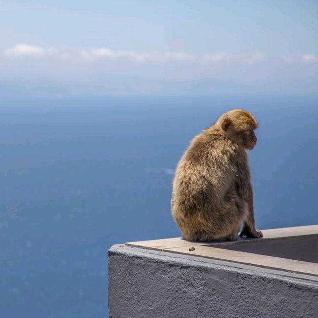 European Wild Monkeys