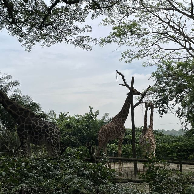 新加坡之旅🇸🇬