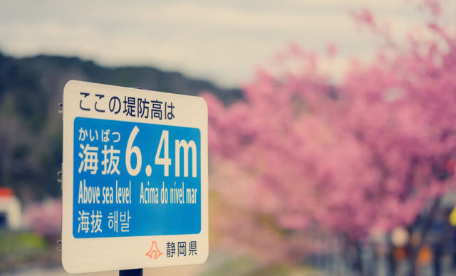 Japan's cherry blossoms are in full bloom, won't you come?