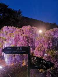 One of Japan's famous flower viewing spots | Ashikaga Flower Park