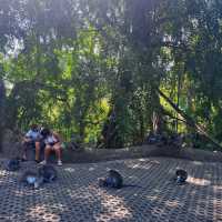 Bali's Cheeky Residents @Monkey Forest