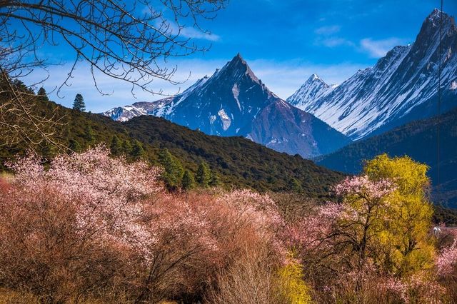 我拍的波密桃花溝