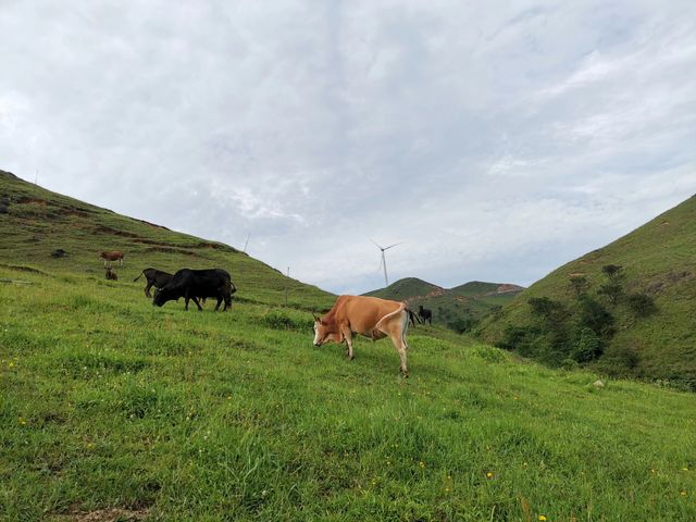 龍勝小南山｜廣西的“那拉提”，南方的呼倫貝爾