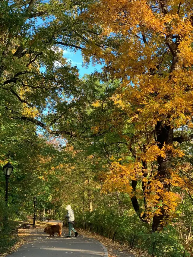 セントラルパークを散歩：秋の影