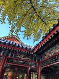 中山公園秋日正當遊，來今雨軒早茶