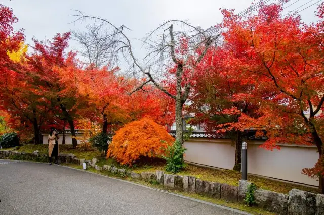 Viewing maple leaves at Eikan-do