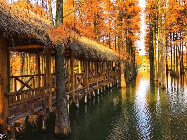 上海青西郊野公園～水上森林