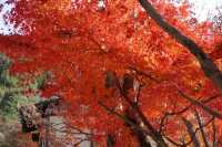 京都最美的紅葉在哪?真如堂