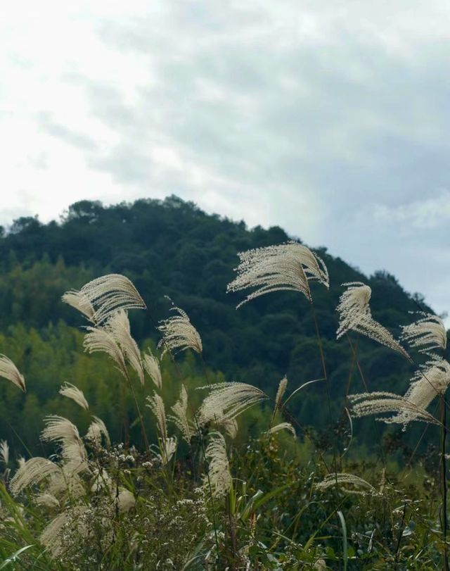 福州茶場山野露營