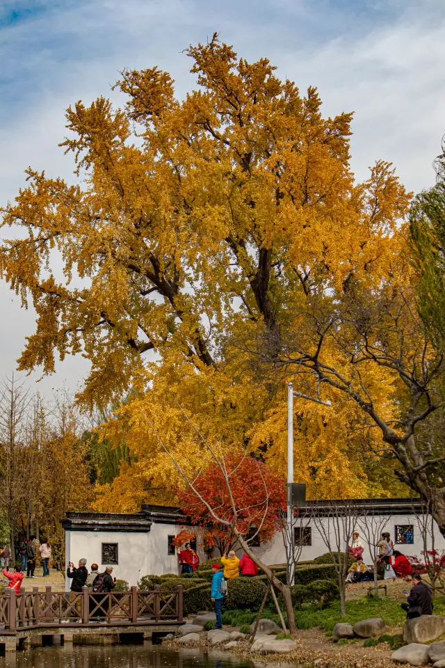 The ancient ginkgo tree dons its yellow robe again