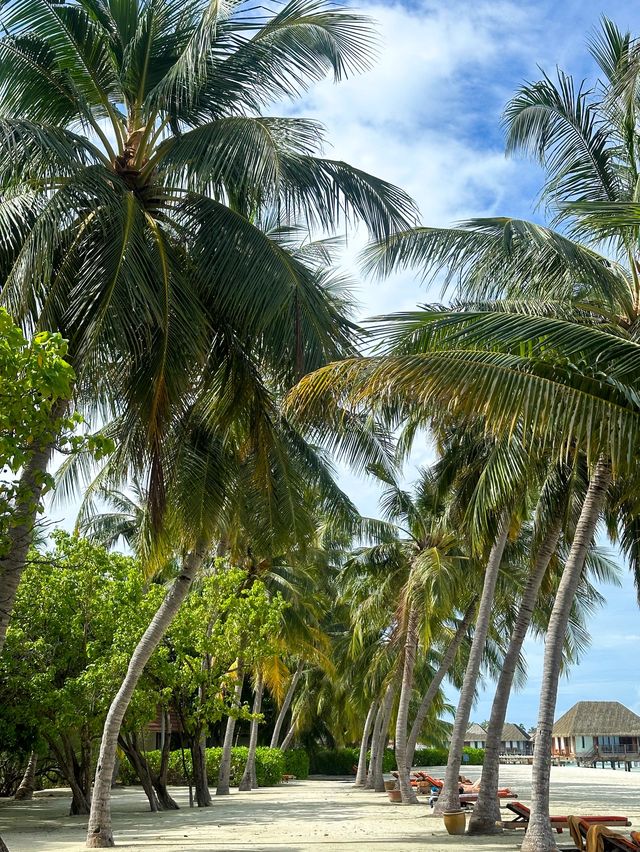 Club Med Kani, The Maldives🇲🇻🌴☀️