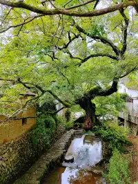 千年古村，一場發現龍神秘境之旅