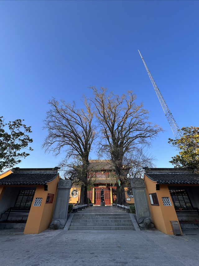 秋天,去莊嚴寺看古銀杏嗎? 秋天,去莊嚴寺看古銀杏嗎?