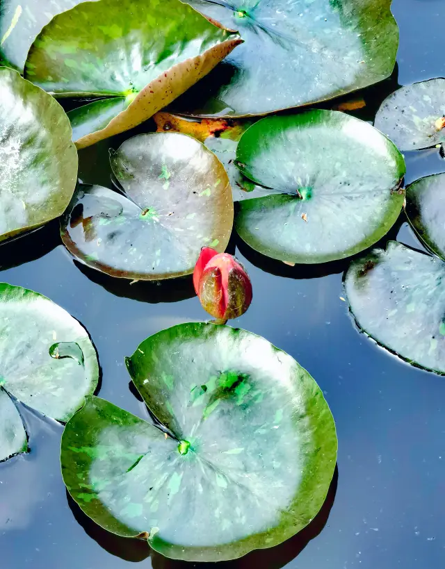 Shanghai|Fuxing Park, the lotus pond in early summer