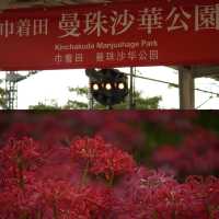 【就愛逛公園】巾著田彼岸花公園：500萬曼珠沙華驚艷絕美