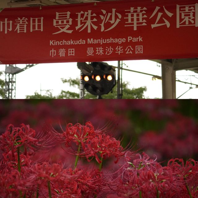 【就愛逛公園】巾著田彼岸花公園：500萬曼珠沙華驚艷絕美