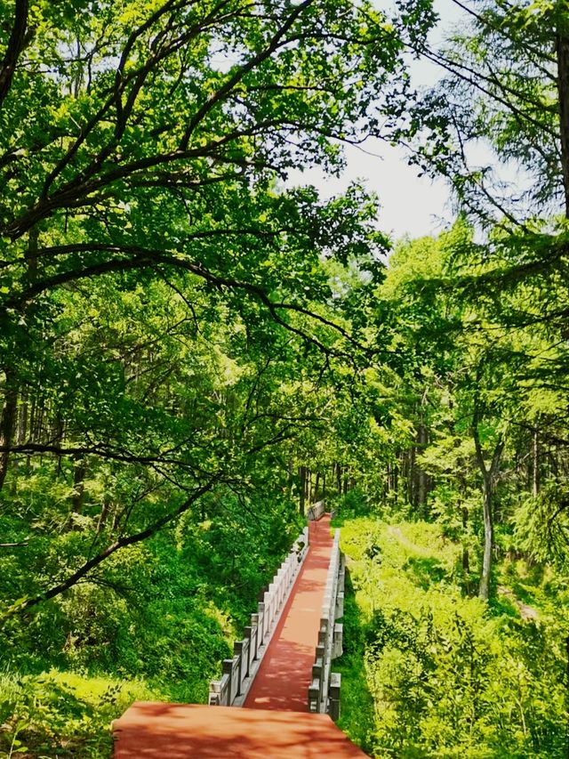 林間漫步，共赴鹿苑之約‖東豐南照山公園