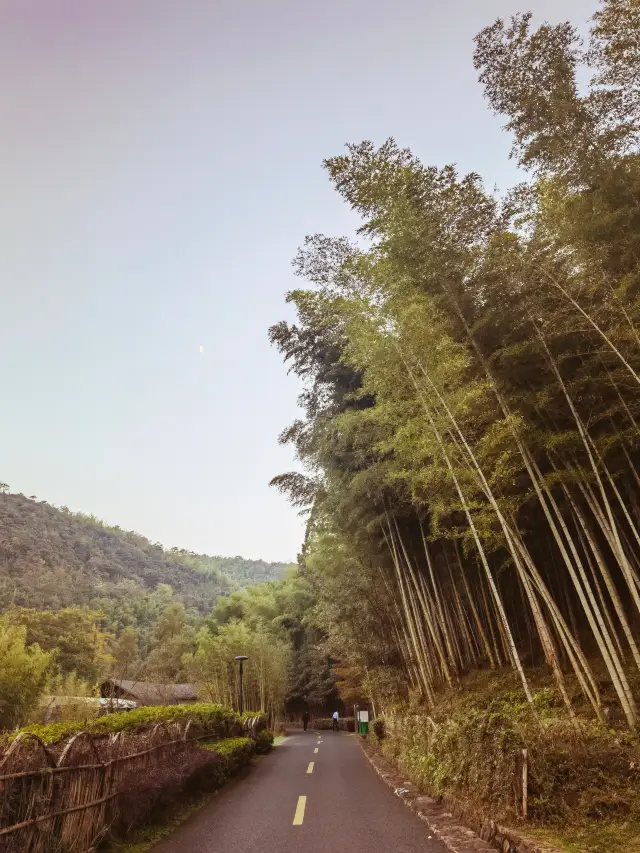 반기 여행 남쪽, 이흥 대나무 숲에서 취한 산소를 체험하는 느낌이 너무 아름답습니다!