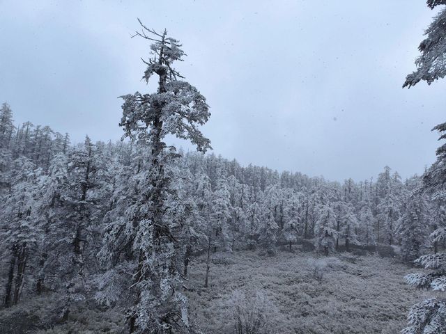 姊妹們！實拍瓦屋山又又又下雪啦