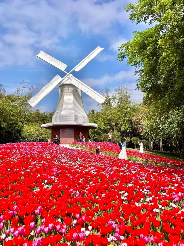 新年は深センで0元でチューリップの花海の撮影位置をゲットしました