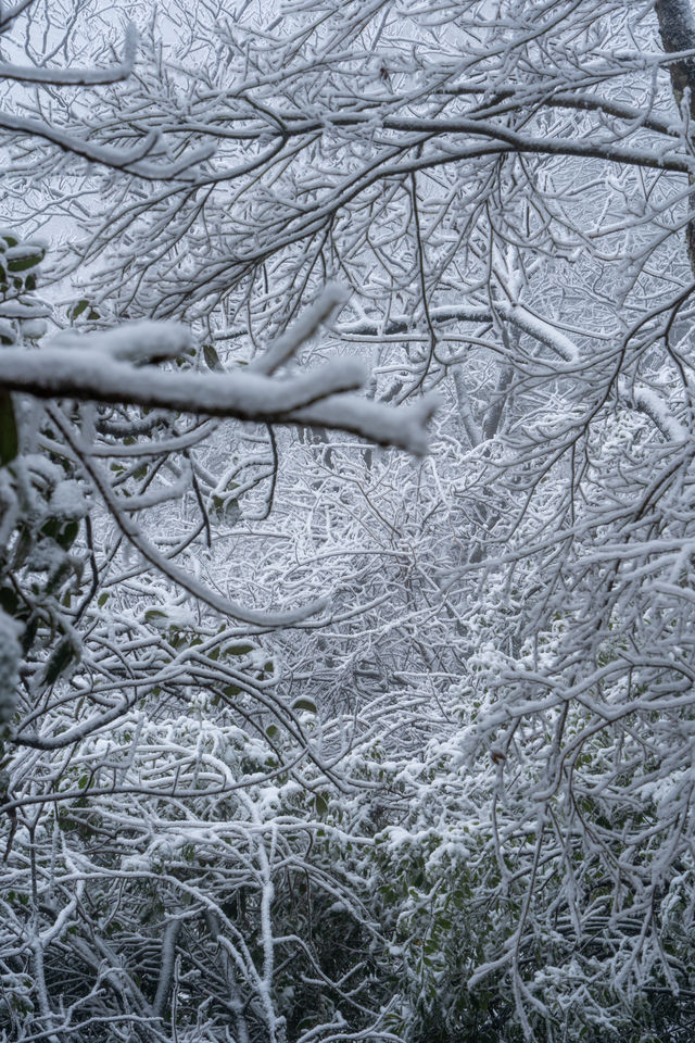 南方小土豆，被武功山雪景美翻