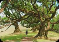 그래요. 포르투갈에서 가장 신비로웠던 숲🌳
