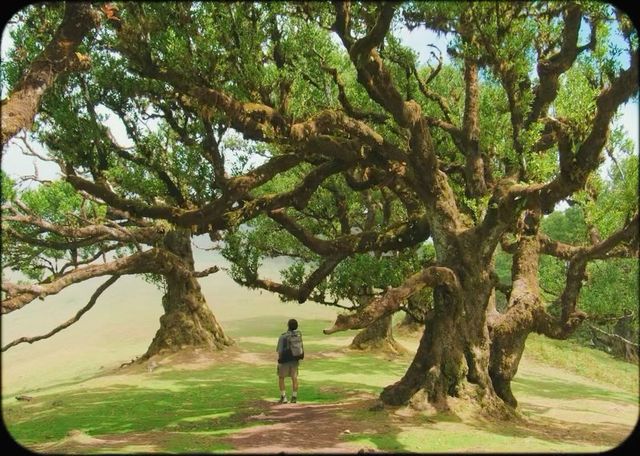 그래요. 포르투갈에서 가장 신비로웠던 숲🌳