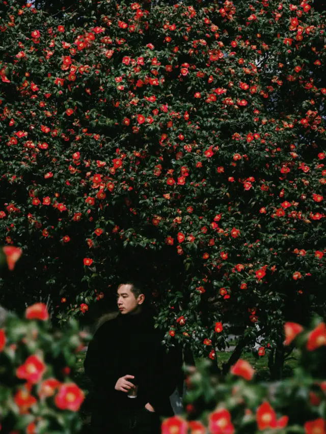 The camellias at Xuanwu Lake are stunningly in full bloom, here's a map