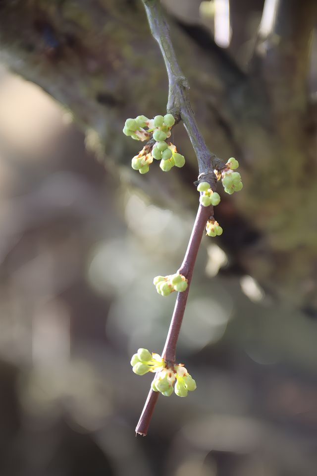 驚蟄｜春日“預警”，櫻花桃李次第開