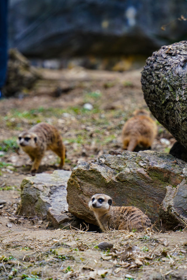 南京｜人為什麼那麼喜歡小動物呢？