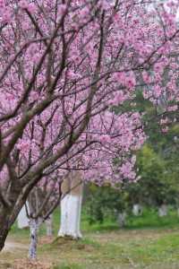 西溪濕地梅花開滿這週末就衝！