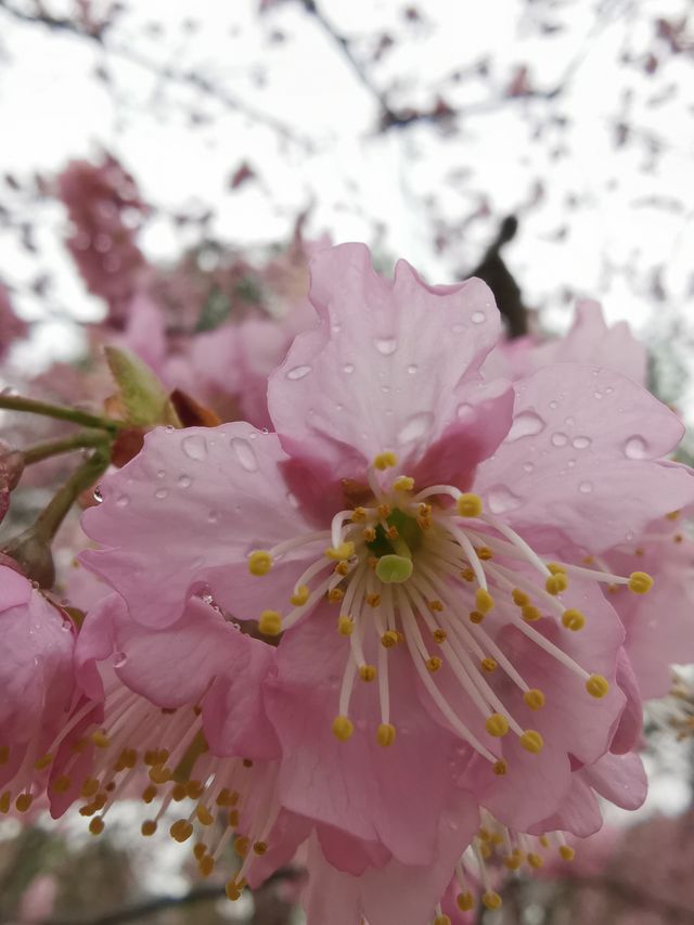 3月14日鼋頭渚icon花情實況