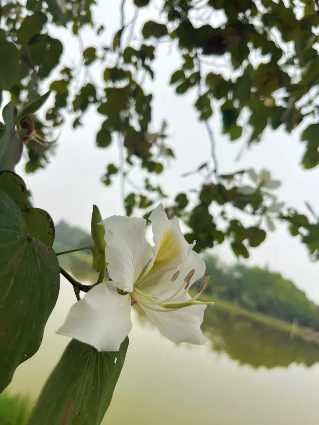 In Guangzhou, this sea of pink Bauhinia flowers is surprisingly overlooked by people!