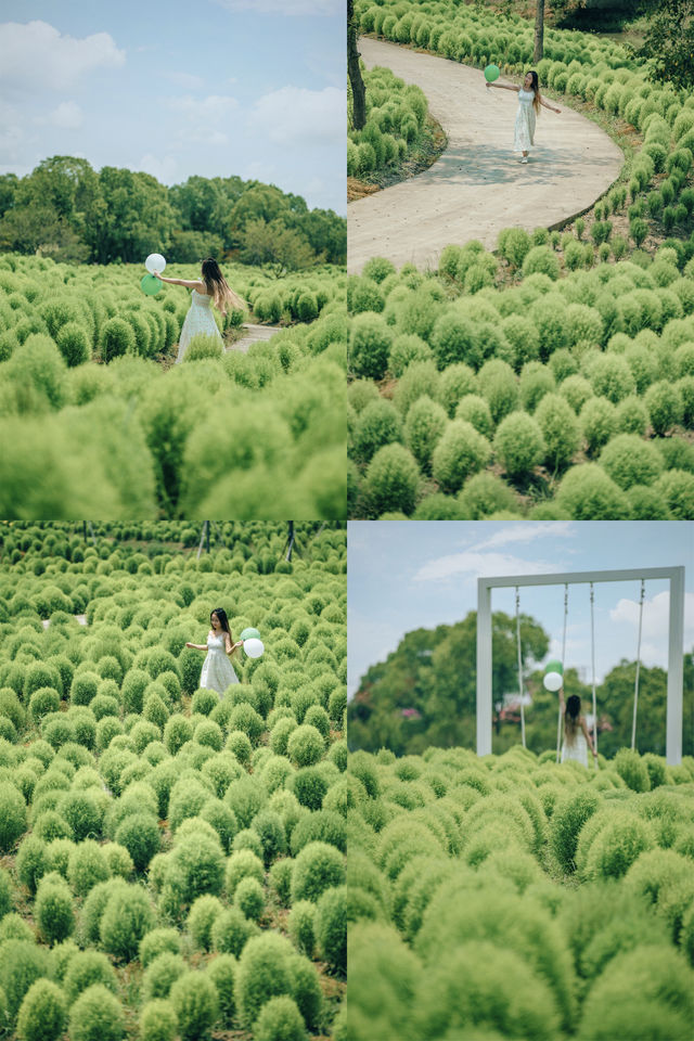 一年一度，軟萌的地肤草，又見面啦